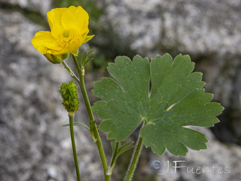 Ranunculus spicatus blepharicarpos.25