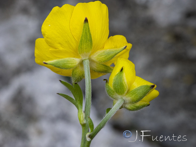 Ranunculus spicatus blepharicarpos.27