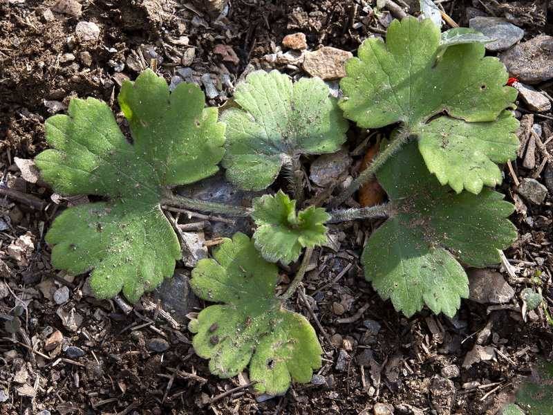 Ranunculus spicatus blepharicarpos.29