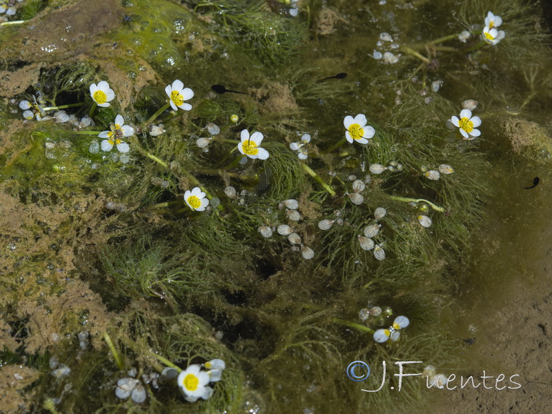 Ranunculus trichophyllus trichophyllus.01