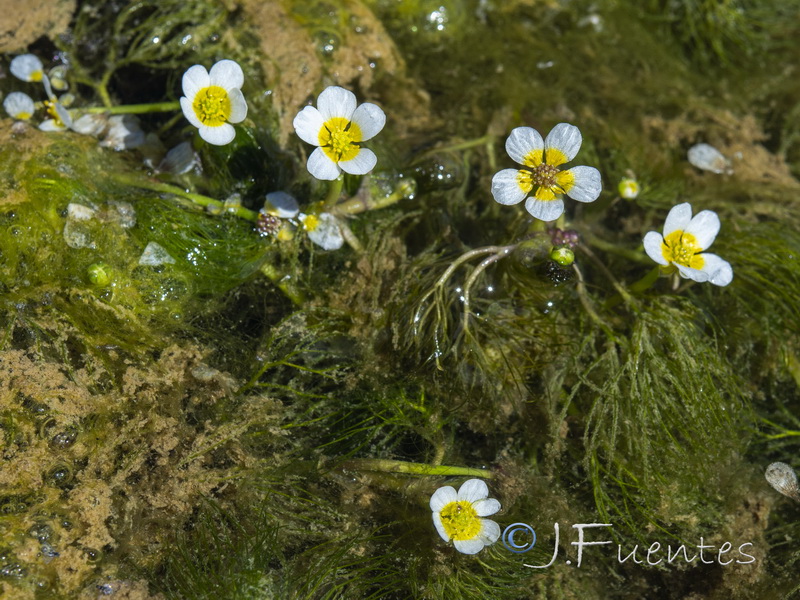 Ranunculus trichophyllus trichophyllus.03