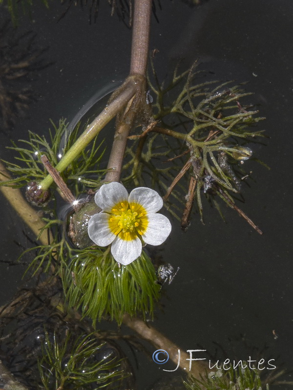 Ranunculus trichophyllus trichophyllus.07