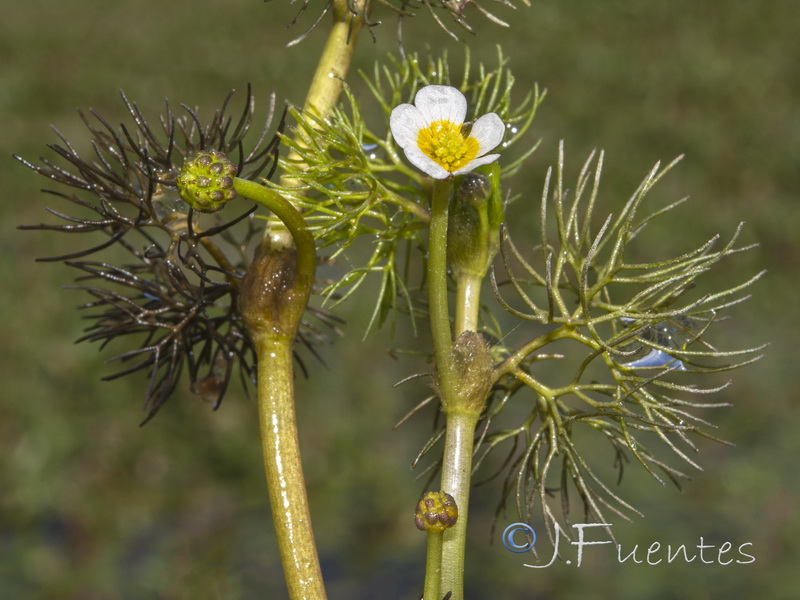 Ranunculus trichophyllus trichophyllus.10