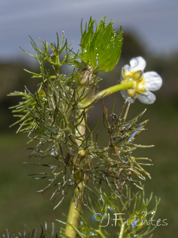 Ranunculus trichophyllus trichophyllus.11