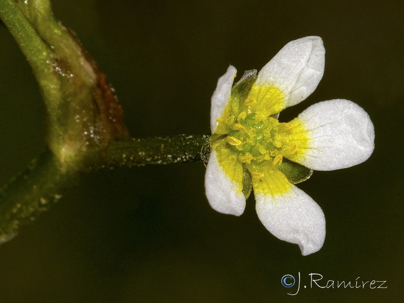 Ranunculus trichophyllus trichophyllus.14