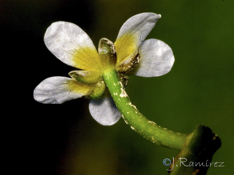 Ranunculus trichophyllus trichophyllus.15
