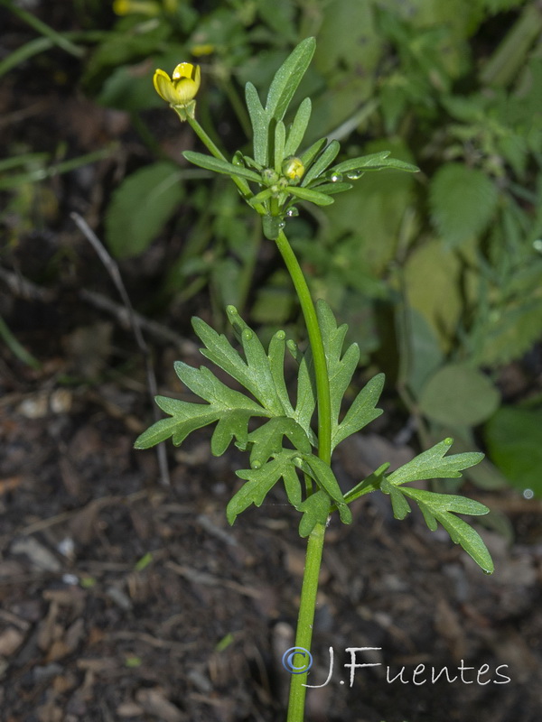 Ranunculus trilobus.02