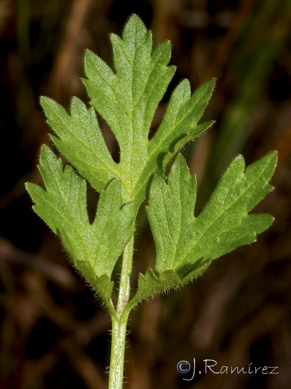 Ranunculus trilobus.05