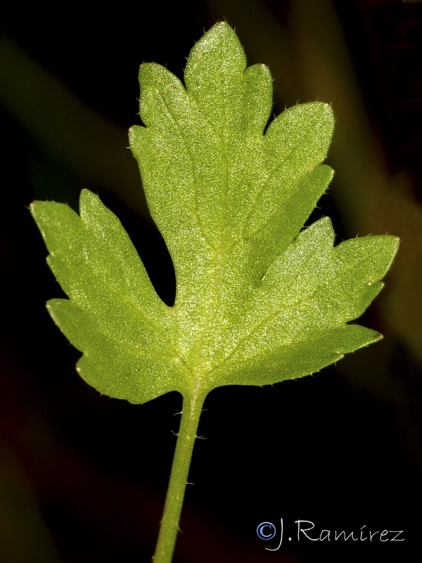 Ranunculus trilobus.06