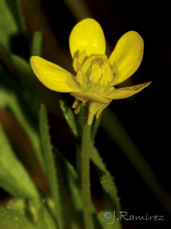Ranunculus trilobus.07