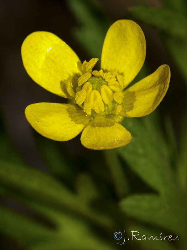 Ranunculus trilobus.08