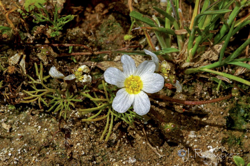 Ranunculus tripartitus.01