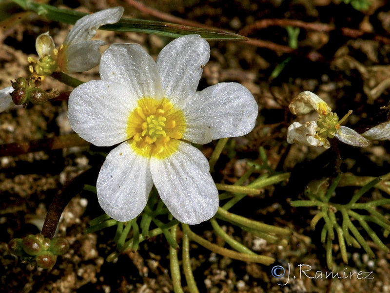 Ranunculus tripartitus.02