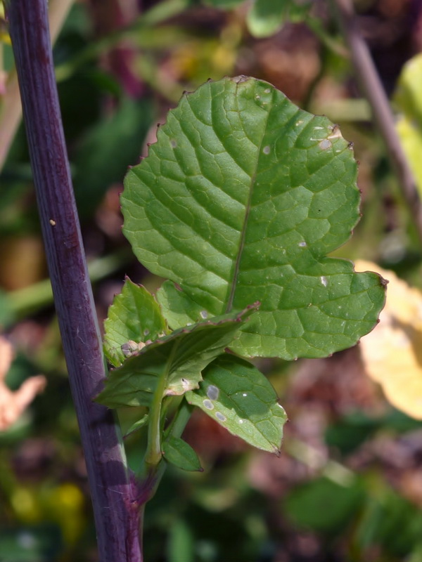 Raphanus sativus.03