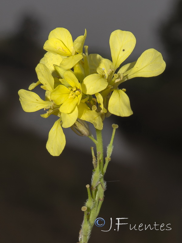 Rapistrum rugosum rugosum.02