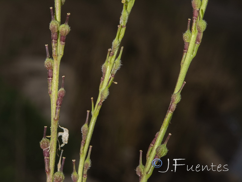 Rapistrum rugosum rugosum.03