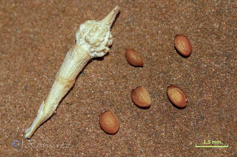Rapistrum rugosum rugosum.05