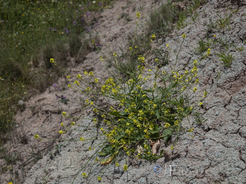 Rapistrum rugosum rugosum.06
