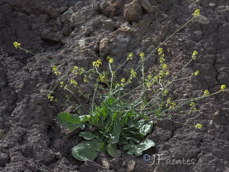 Rapistrum rugosum rugosum.07