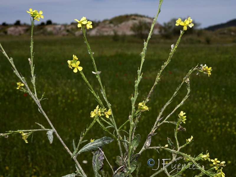 Rapistrum rugosum rugosum.08