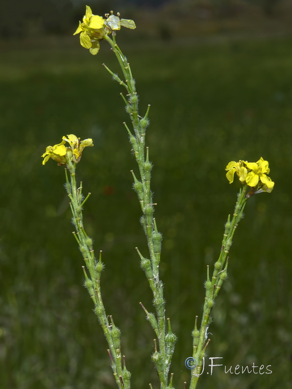 Rapistrum rugosum rugosum.09