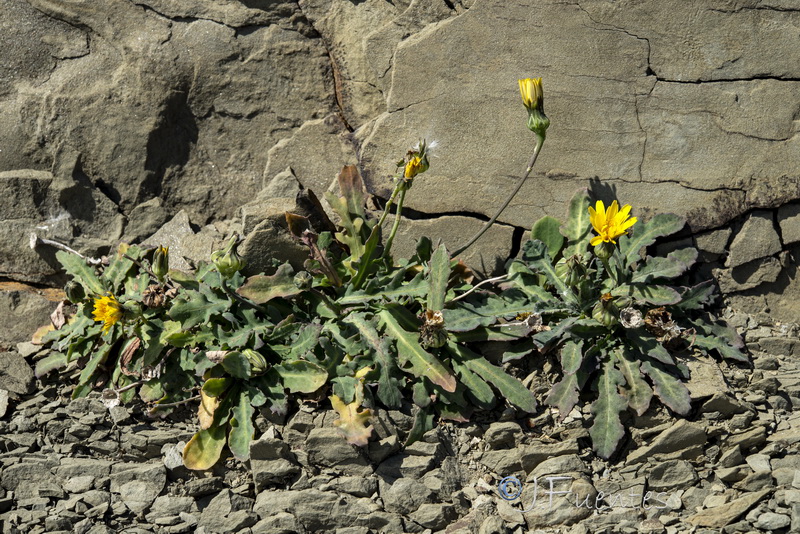Reichardia picroides.01