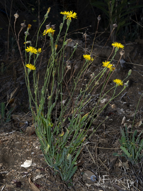 Reichardia picroides.02