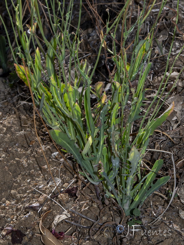 Reichardia picroides.03