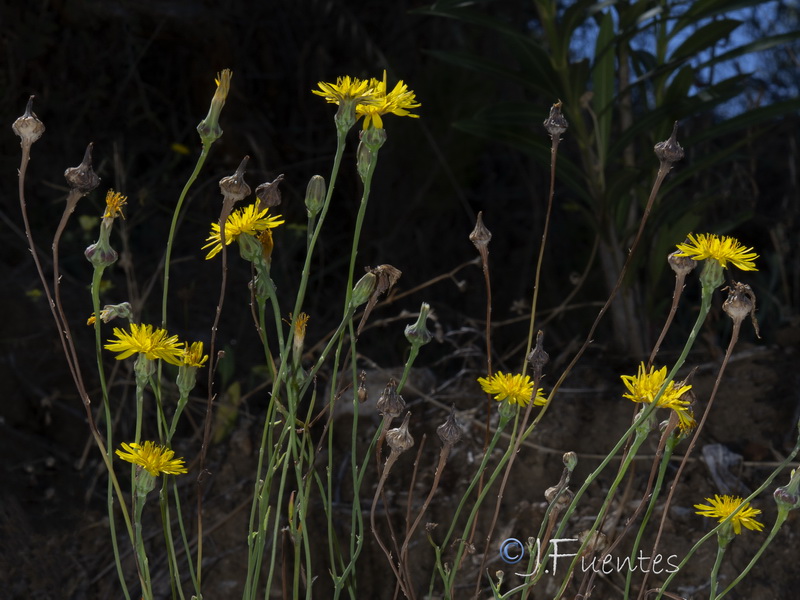 Reichardia picroides.04