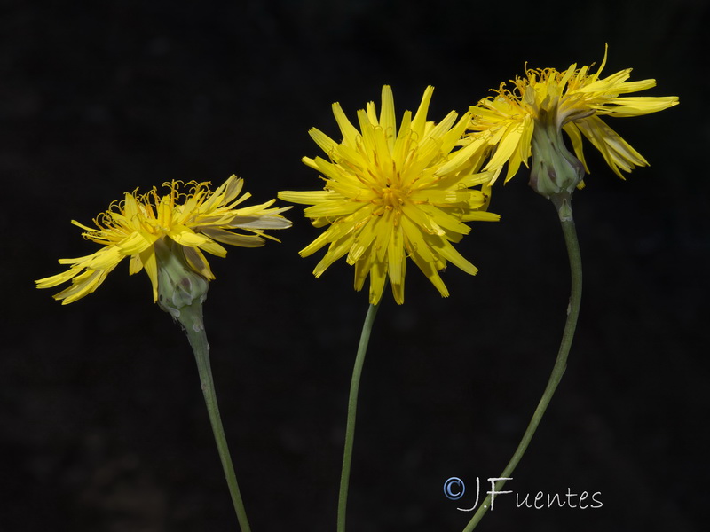 Reichardia picroides.05