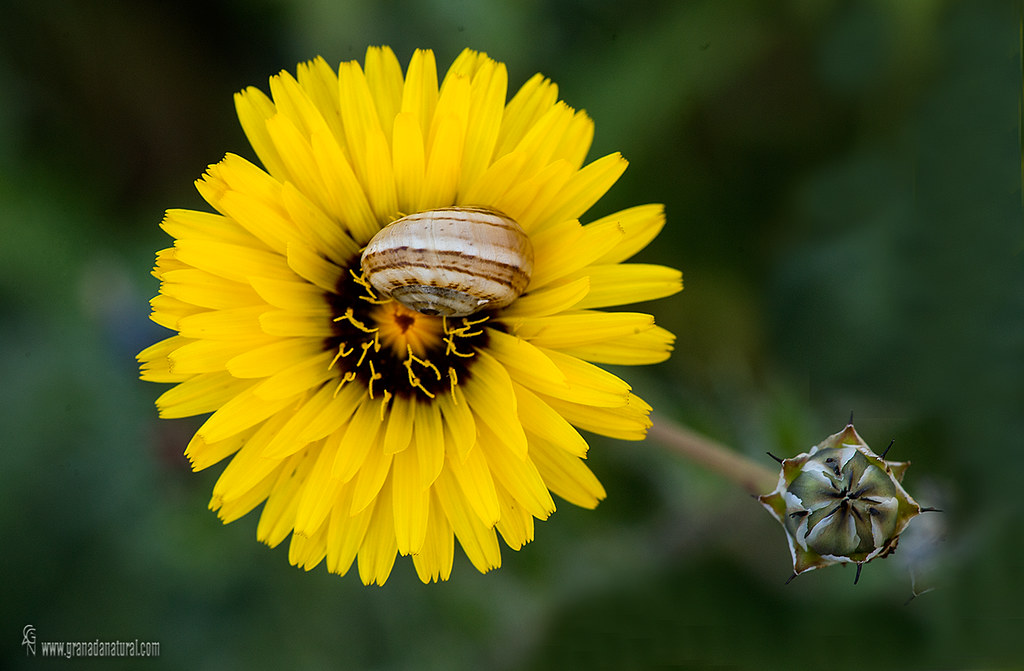 Reichardia tingitana