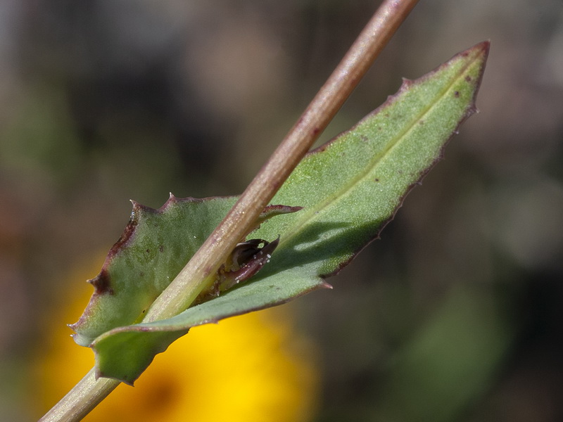 Reichardia tingitana.06