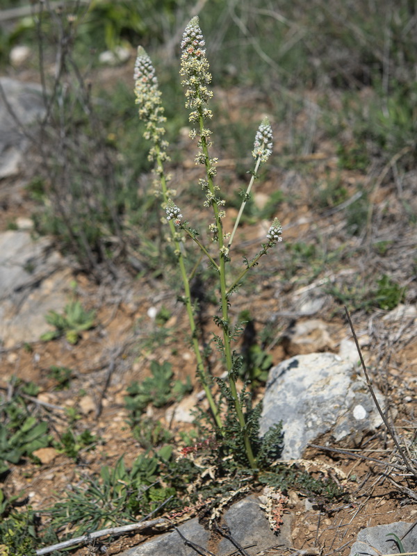 Reseda alba alba.01