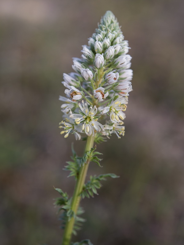 Reseda alba alba.04