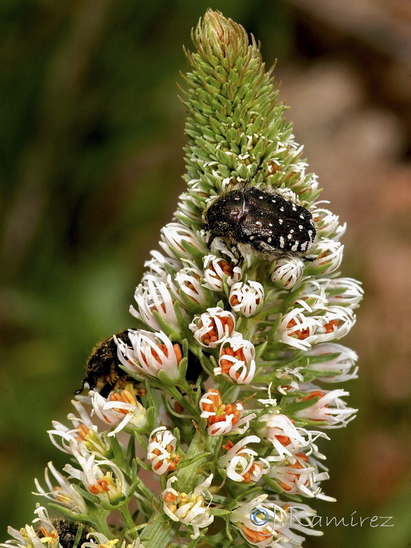 Reseda alba alba.07