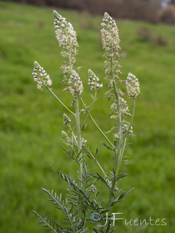 Reseda alba alba.05