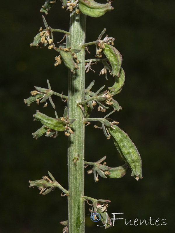 Reseda alba alba.06