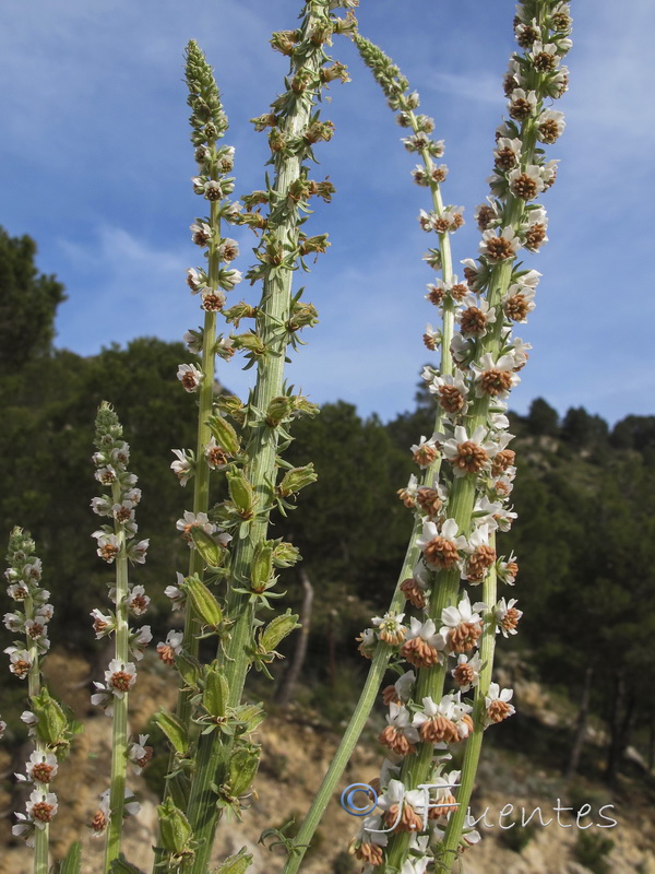 Reseda barrelieri.02