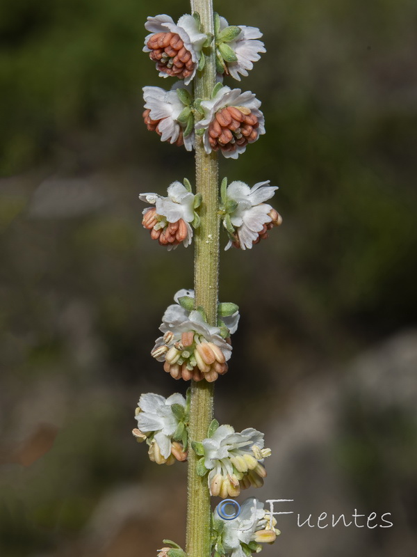 Reseda barrelieri.04