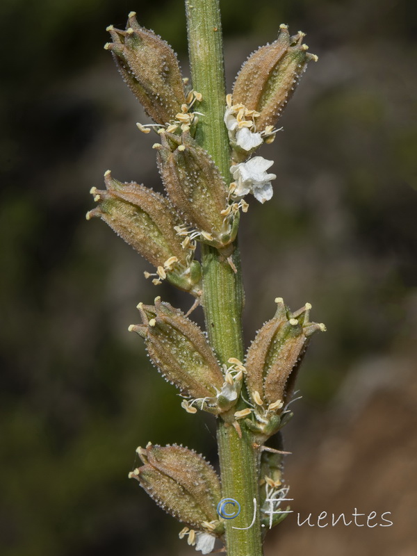 Reseda barrelieri.05