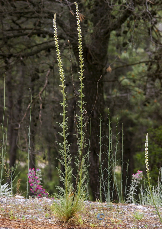 Reseda barrelieri.08