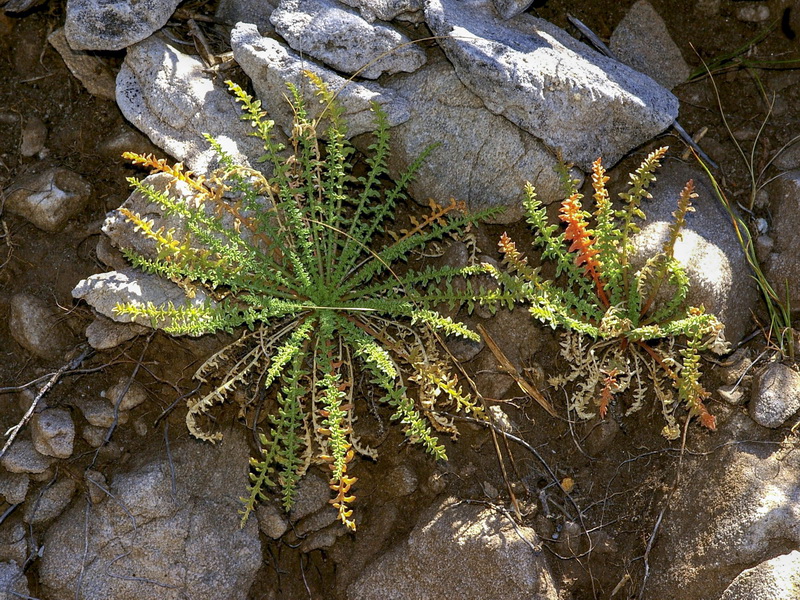 Reseda barrelieri.10