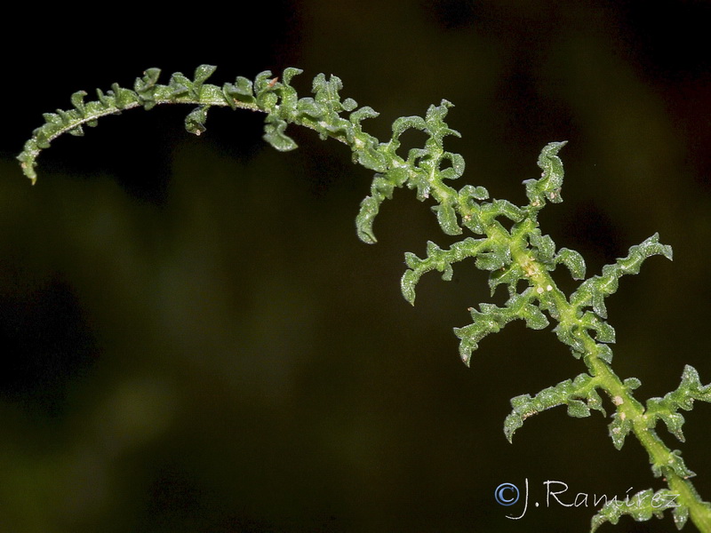 Reseda barrelieri.12