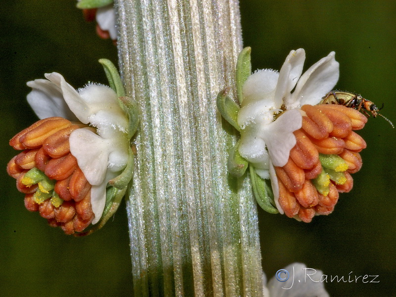 Reseda barrelieri.17