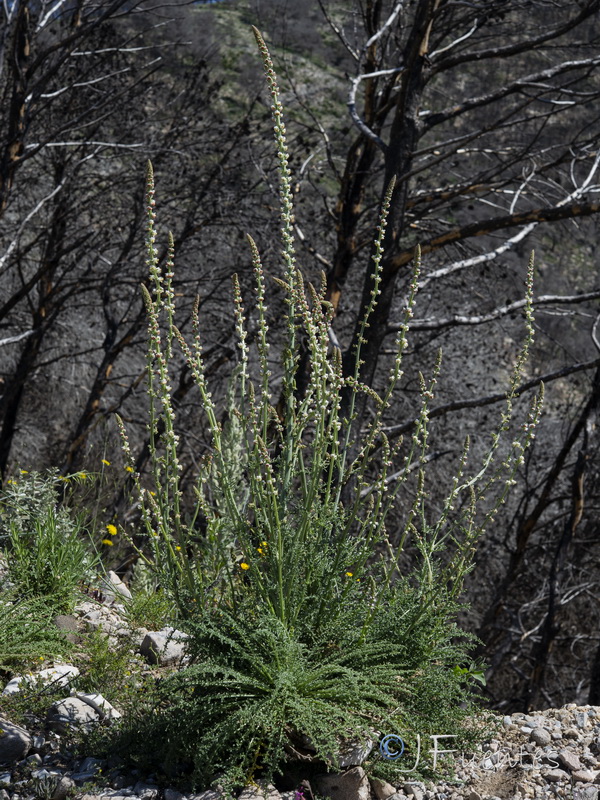 Reseda barrelieri.22
