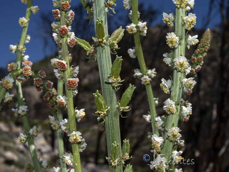 Reseda barrelieri.23