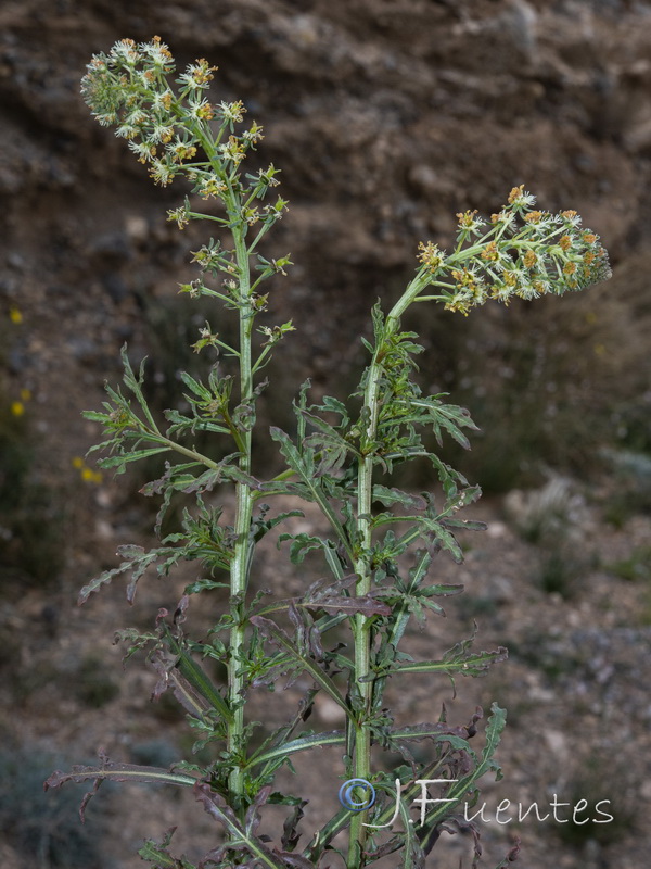 Reseda collina.02