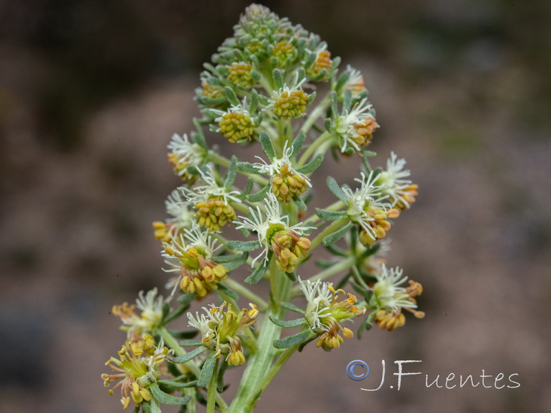 Reseda collina.03