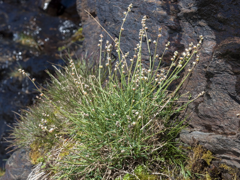 Reseda complicata.01