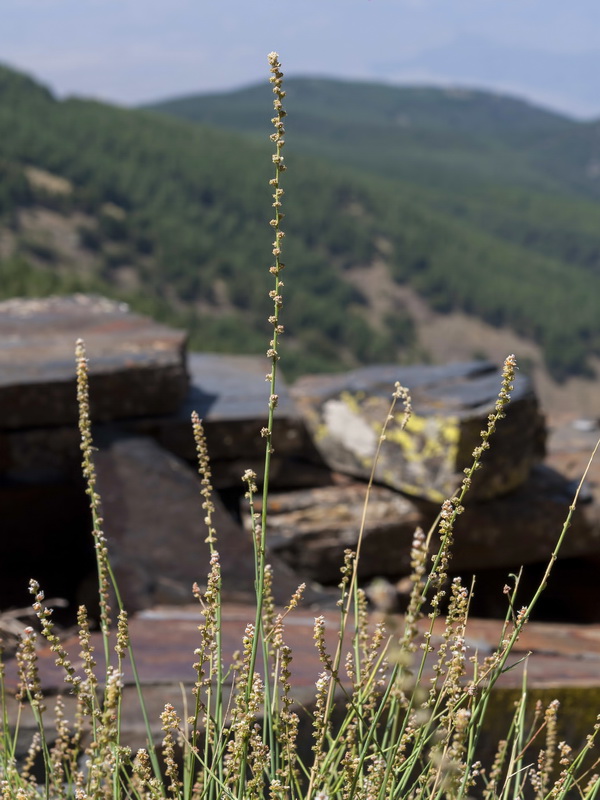 Reseda complicata.02